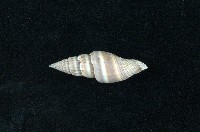 藏品(丁蠣)的圖片